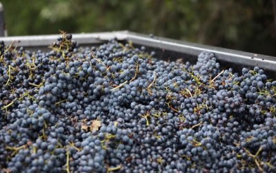 Different Types of Red Wine Grapes