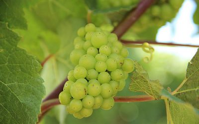 Te Mata Estate Cape Crest Sauvignon Blanc 2014