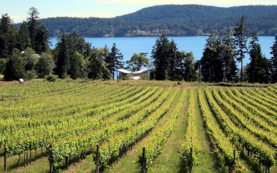 Pertaringa Over The Top Shiraz 2014