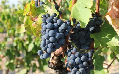 Conn Valley Estate Reserve Cabernet Sauvignon 2014