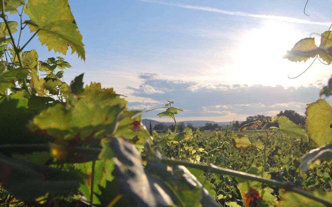 Classics BRUNELLO DI MONTALCINO RISERVA 2010